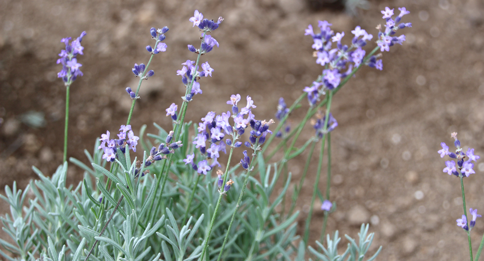 温室ではラベンダー「濃紫早咲」が開花中です