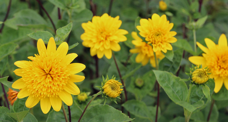 黄色の花びらがまぶしい宿根ヒマワリ