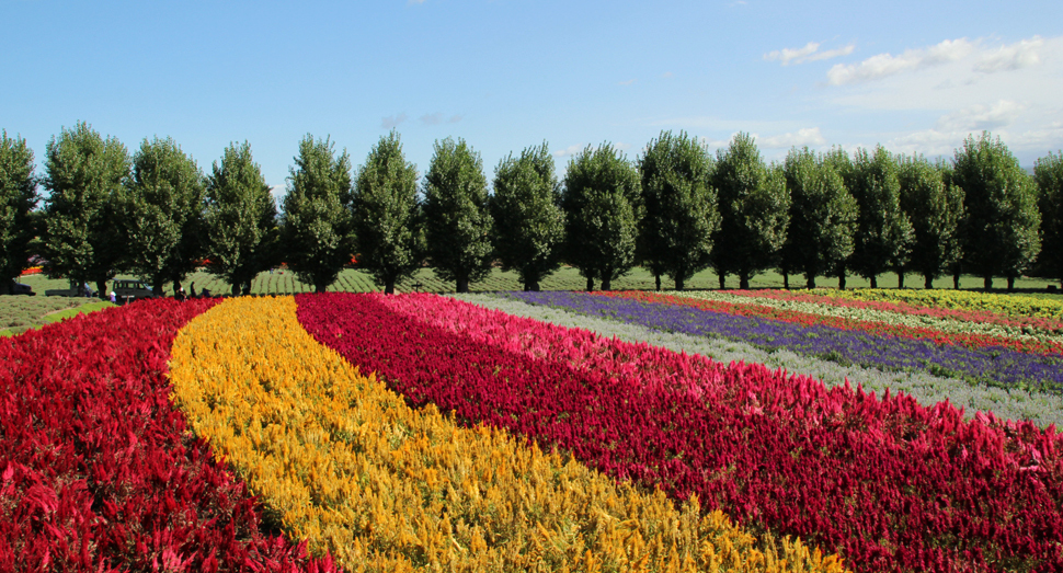 花の舎パッサージュからの景色(花人の畑)