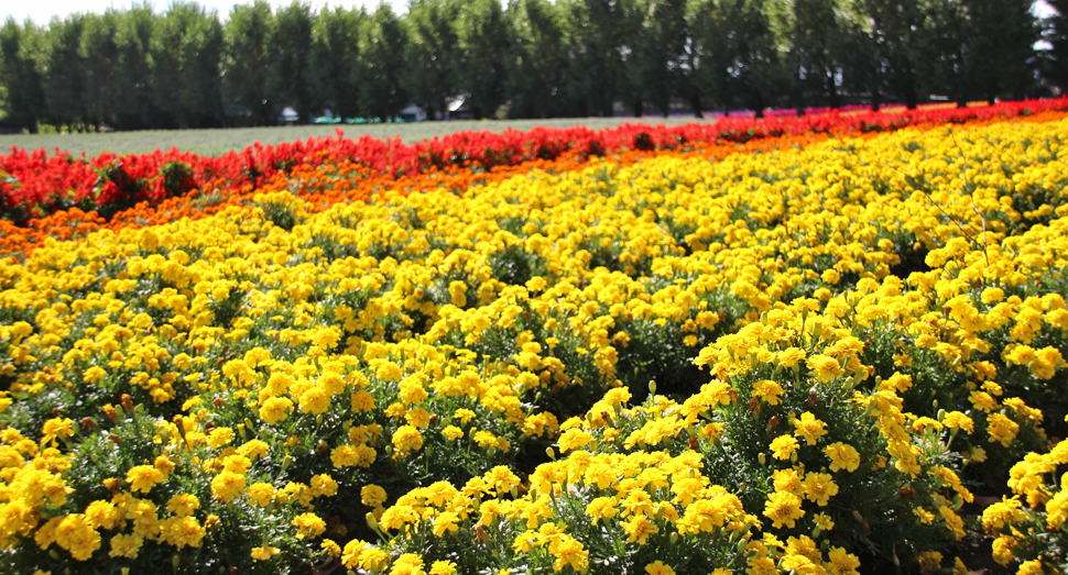 ★富良野・富田ファームの花畑・肉筆油彩画・F6キャンバス ☆富良野・富田ファームの花畑・肉筆油彩画・F6 ☆富良野・富田