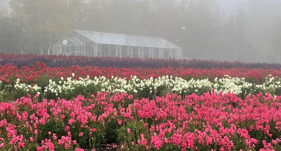 朝靄の花人の畑