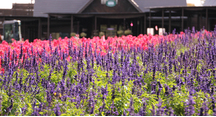 畑の花々はもうそろそろで見納めです