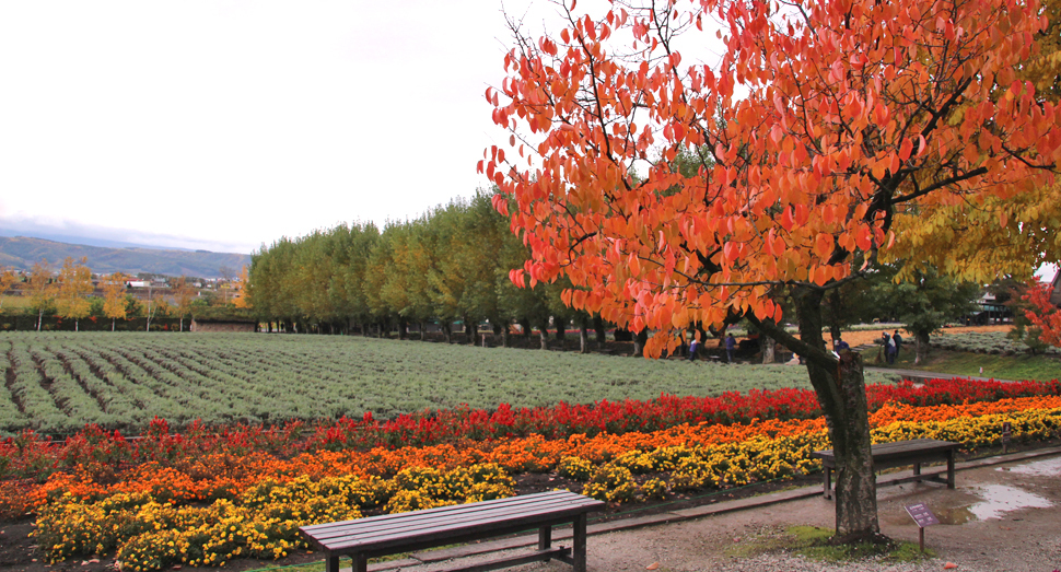 倖の畑と紅葉