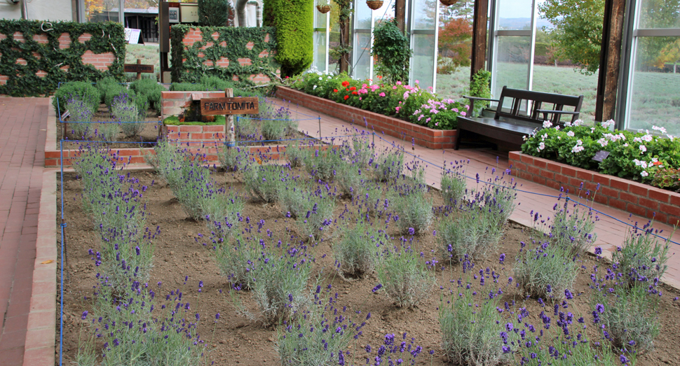 温室ではラベンダーやゼラニウムをご覧いただけます