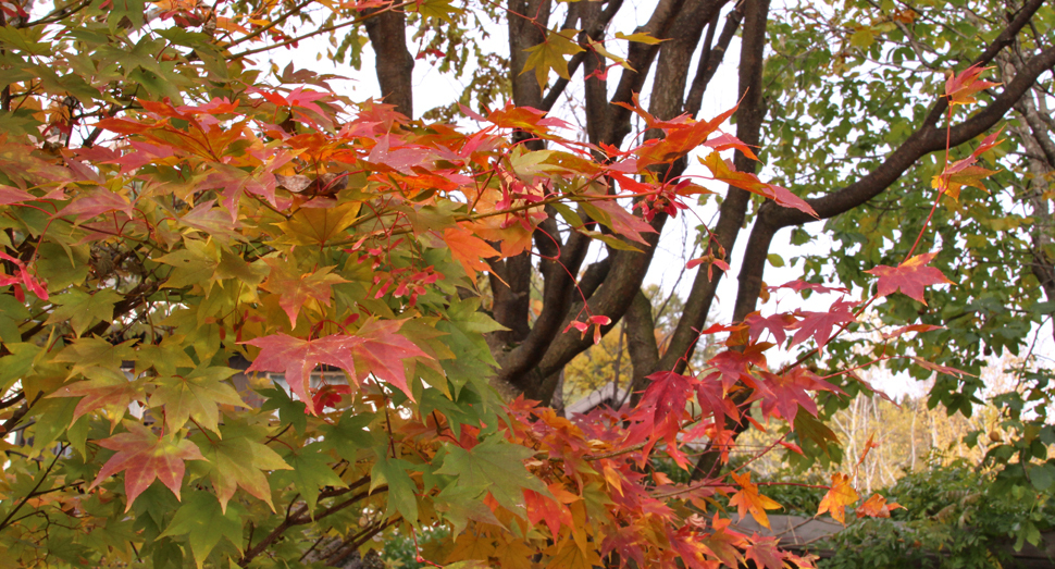マザーズガーデンのメイゲツカエデも徐々に色づいてきました