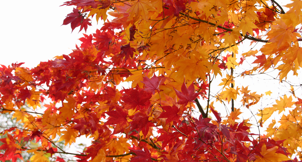 木々が色鮮やかに紅葉しています(香水の舎前)