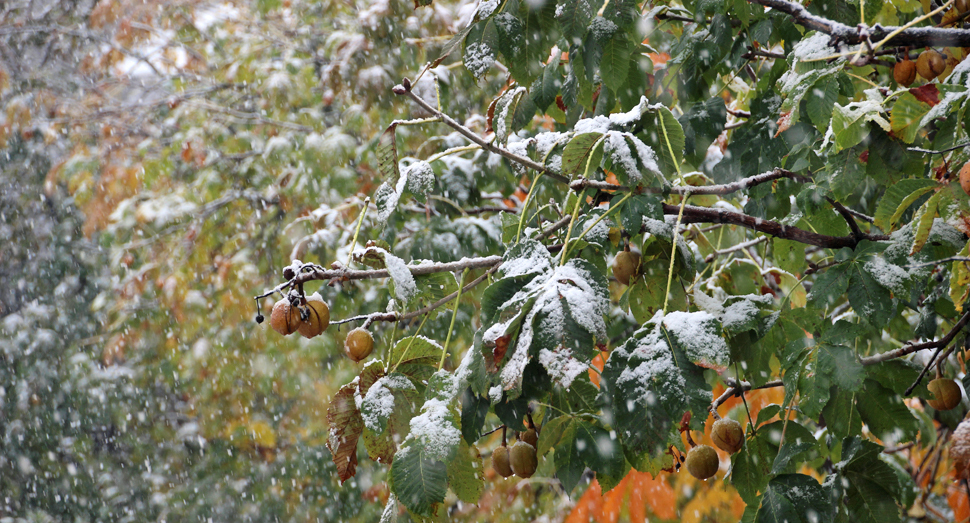 ベニバナトチノキにうっすらと雪が積もっています