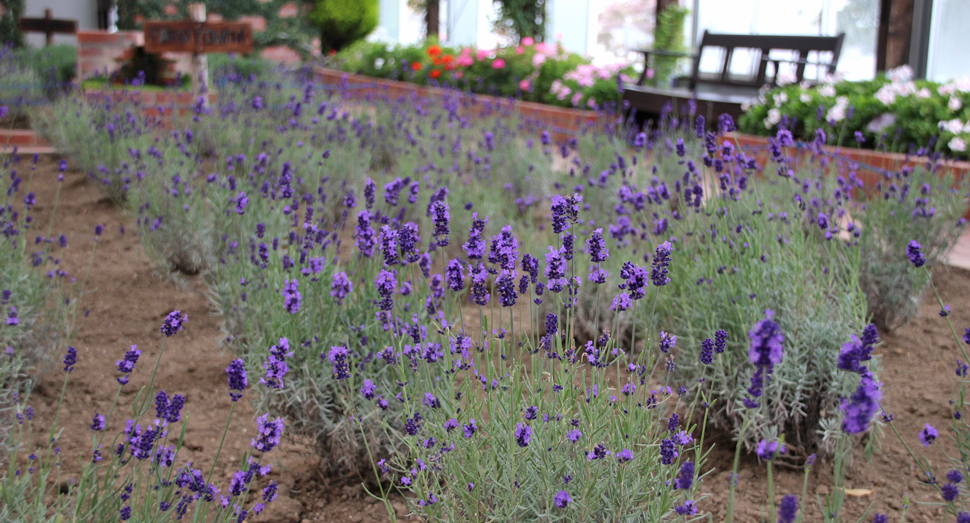 温室では雪景色とラベンダーを同時にご覧いただけます