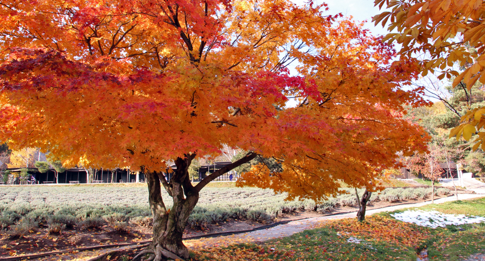 一昨日の雪も融け、暖かい日が差しています