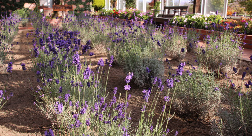 温室の濃紫早咲が少しずつ開花しています