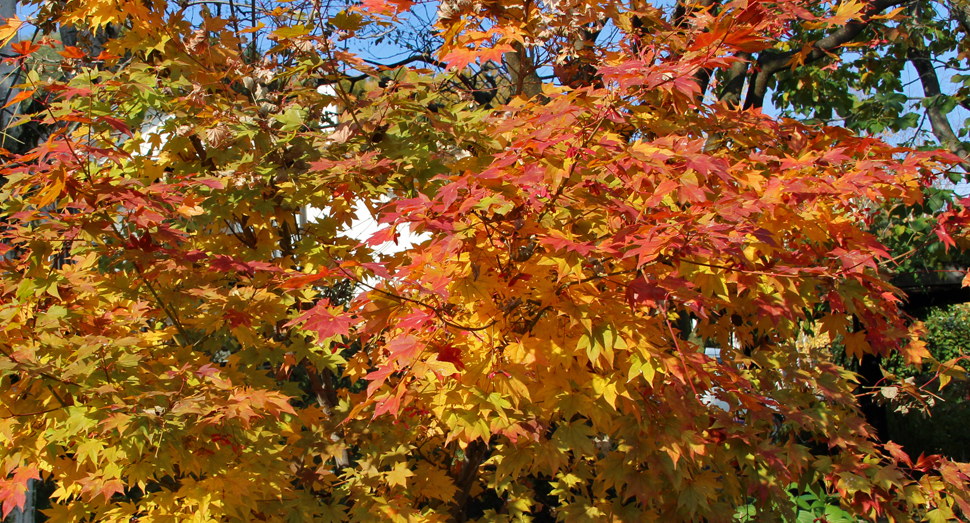 マザーズガーデンのメイゲツカエデ
