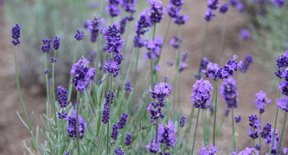 温室で開花中の濃紫早咲
