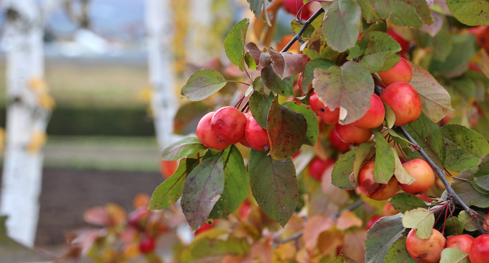 実りの秋です(ヒメリンゴ)