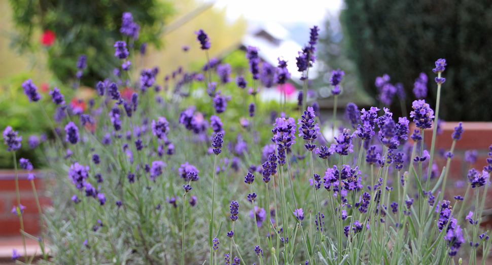温室に咲くラベンダーの葉や茎にそっと触れると良い香りがします