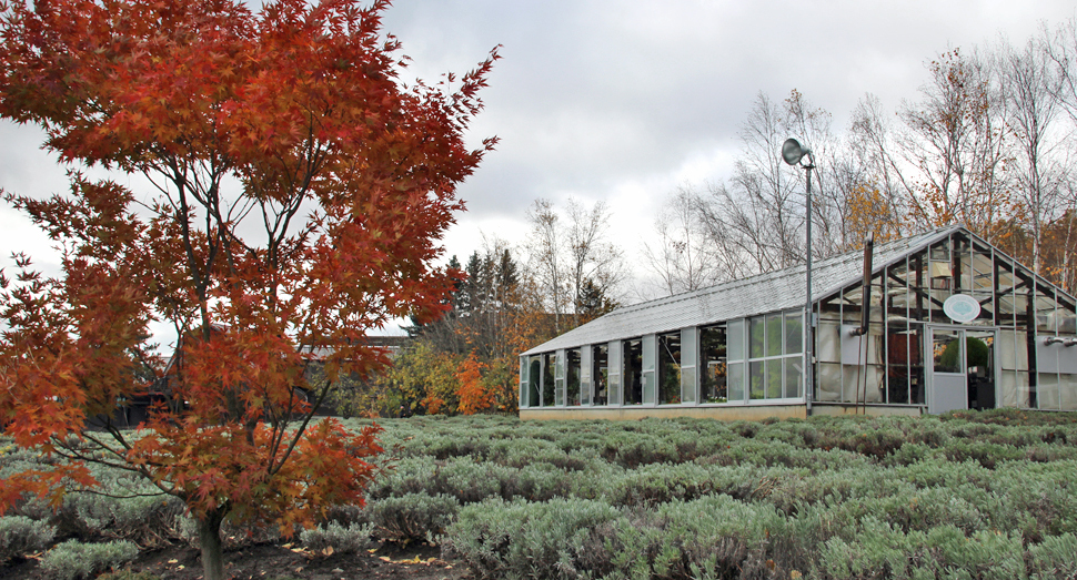 紅葉とラバンジン畑