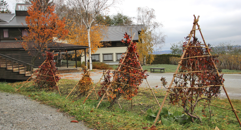 冬囲いされた木々も紅葉しています