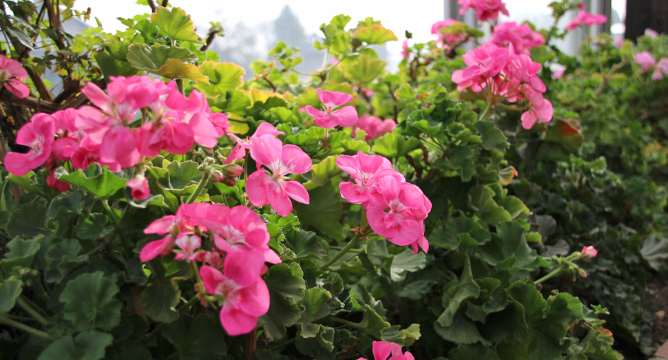 温室に咲くゼラニウム