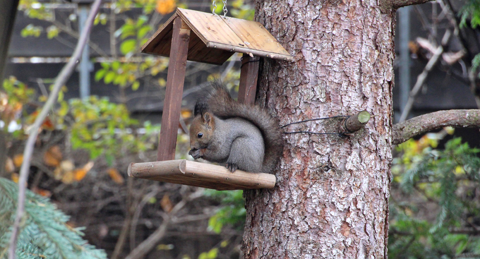 ファームの住人に遭遇しました