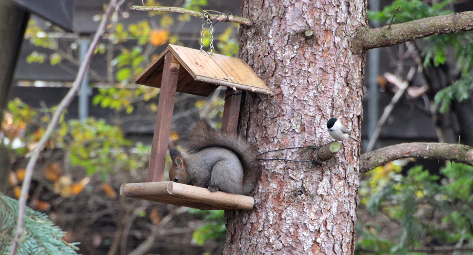 撮影していたら仲間の小鳥が飛んできました