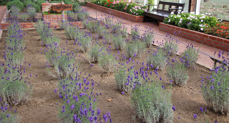 朝陽がかすかに差す温室