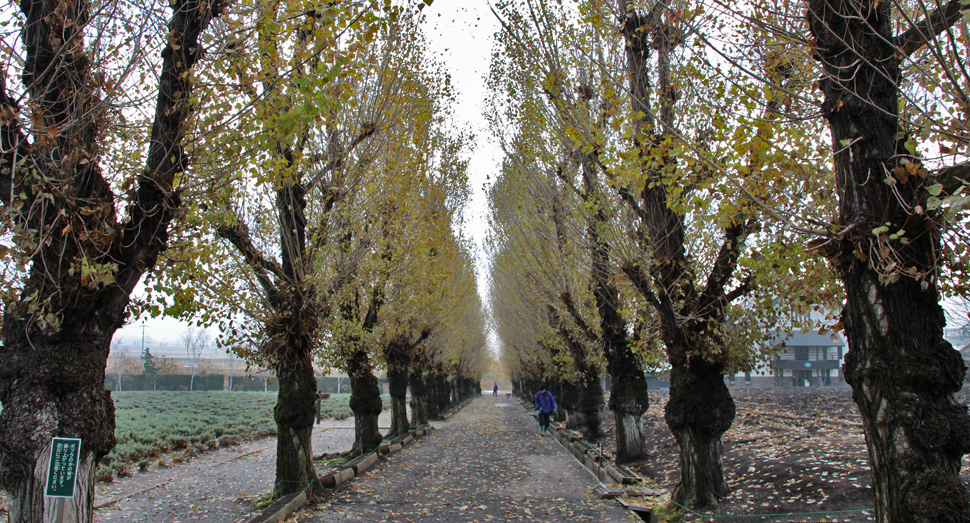 ポプラ並木は落葉が進んでいます