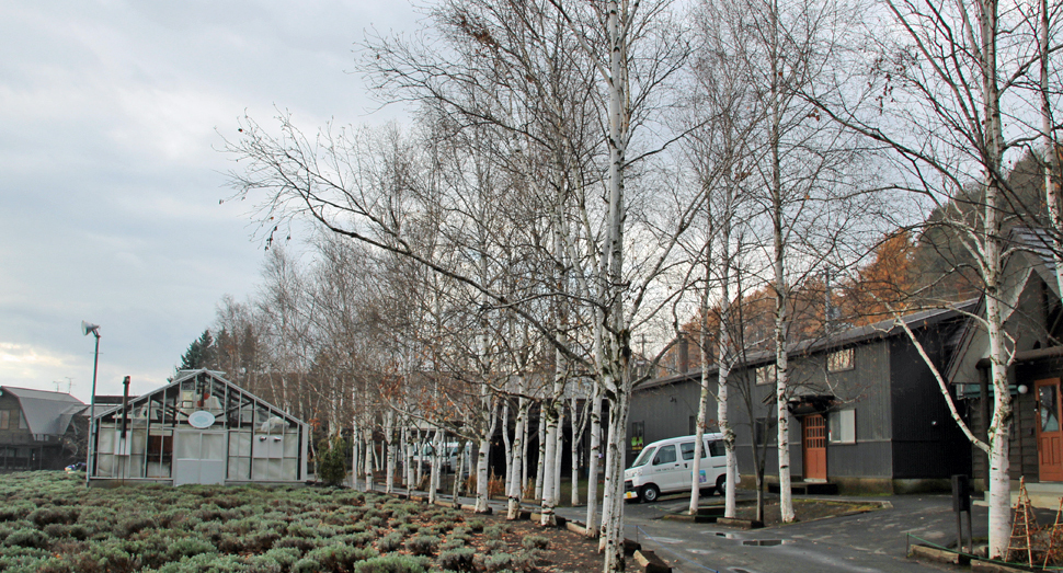 白樺はすっかり落葉してしまいました