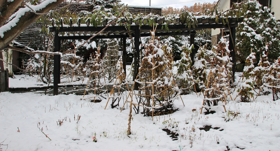 白く染まったマザーズガーデン