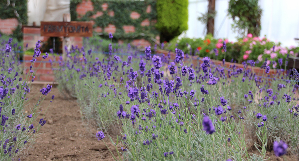 温室で開花中の濃紫早咲をご覧ください