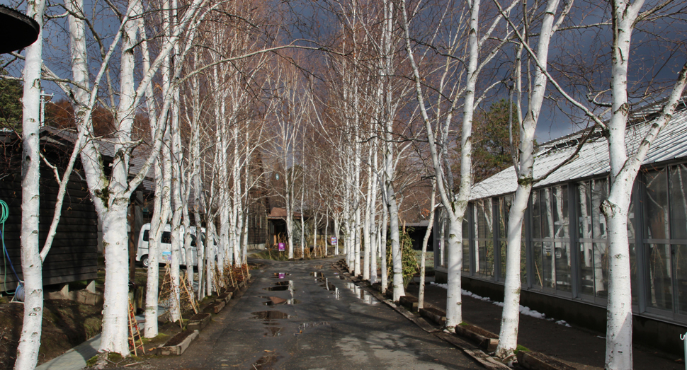 すっかり葉が落ちて白さが際立つ白樺