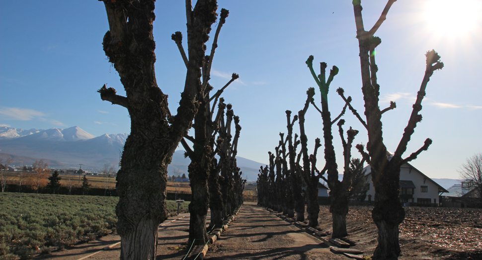 枝を落としたポプラ並木もなかなかの迫力です