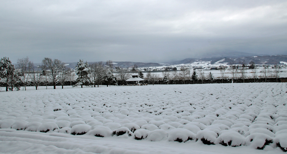 あっという間に雪景色になりました