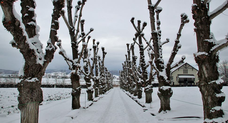 剪定を終えてすっきりとしたポプラ並木