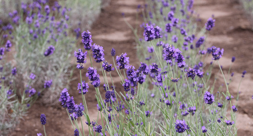 温室のラベンダーが見頃です