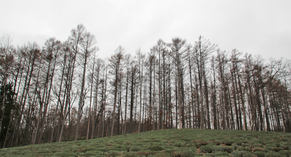 木々たちは落葉を終え、雪が降るのを待っています