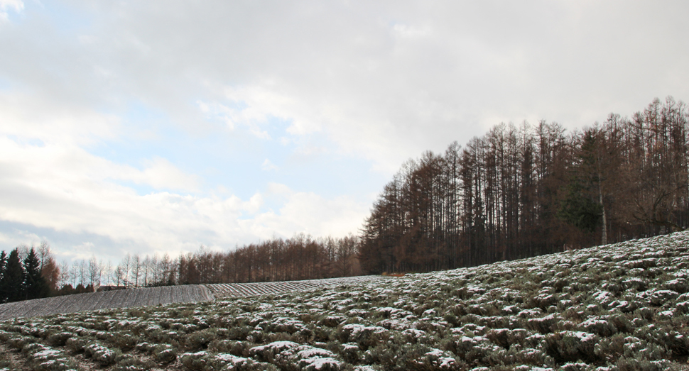 現在の彩りの畑