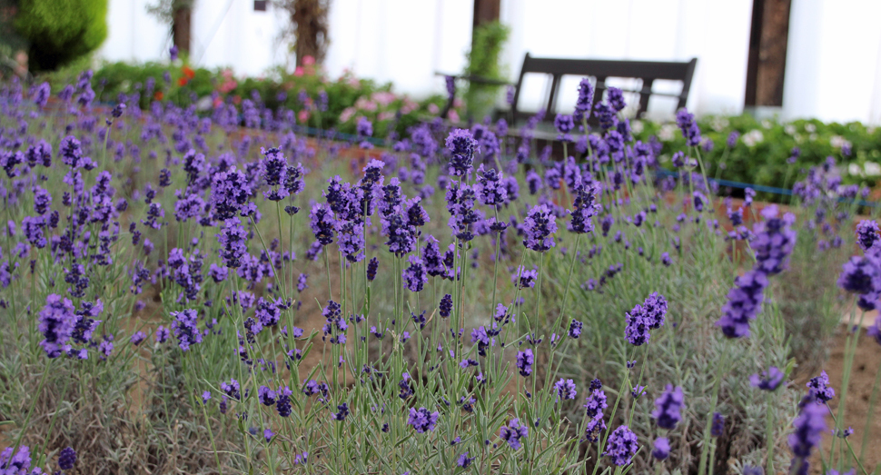 温室ではラベンダーがのびのびと開花しています