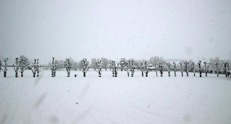 昨晩から雪が降り続いています
