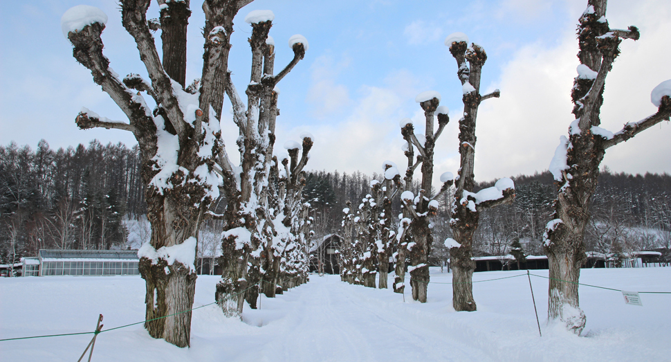 雪の散歩道