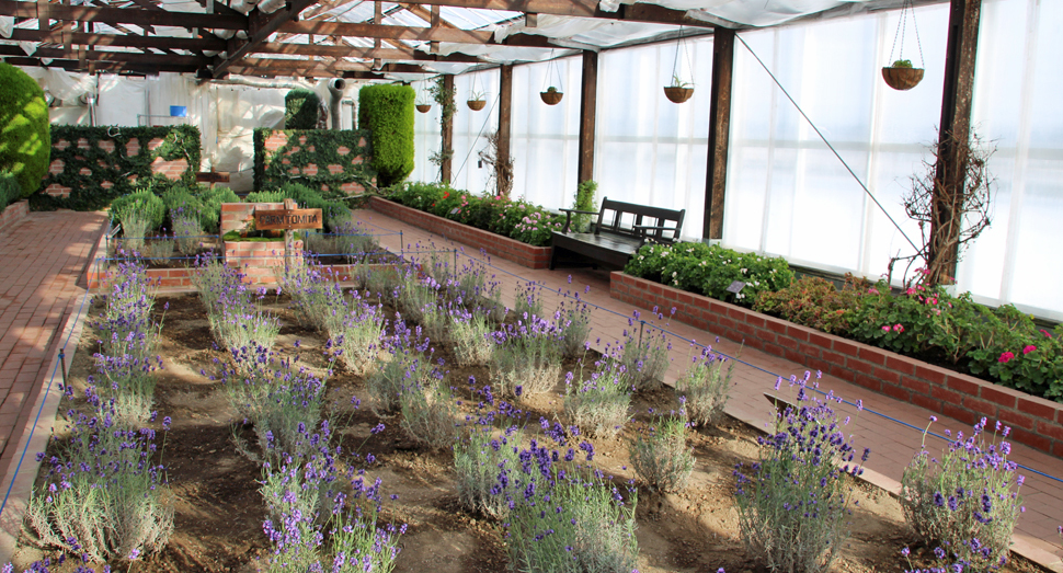 温室では真冬でも花をご覧いただけます