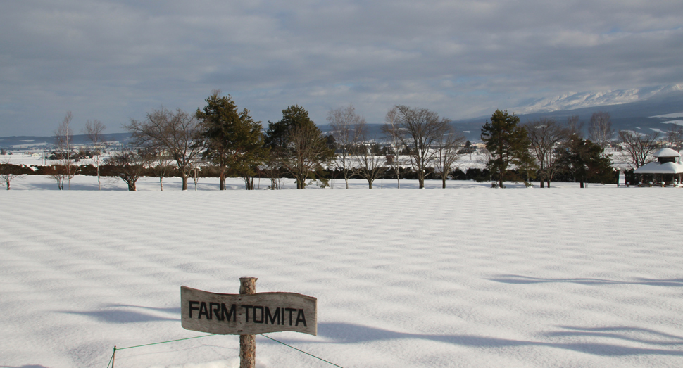 ラベンダーの部分がぽこぽこと膨らんで見える雪原