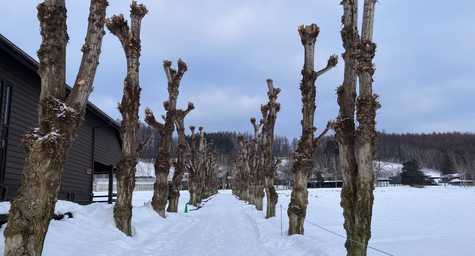 秋に剪定したポプラ