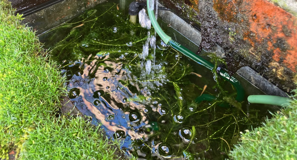 グリーンハウス内ではメダカが泳いでいます