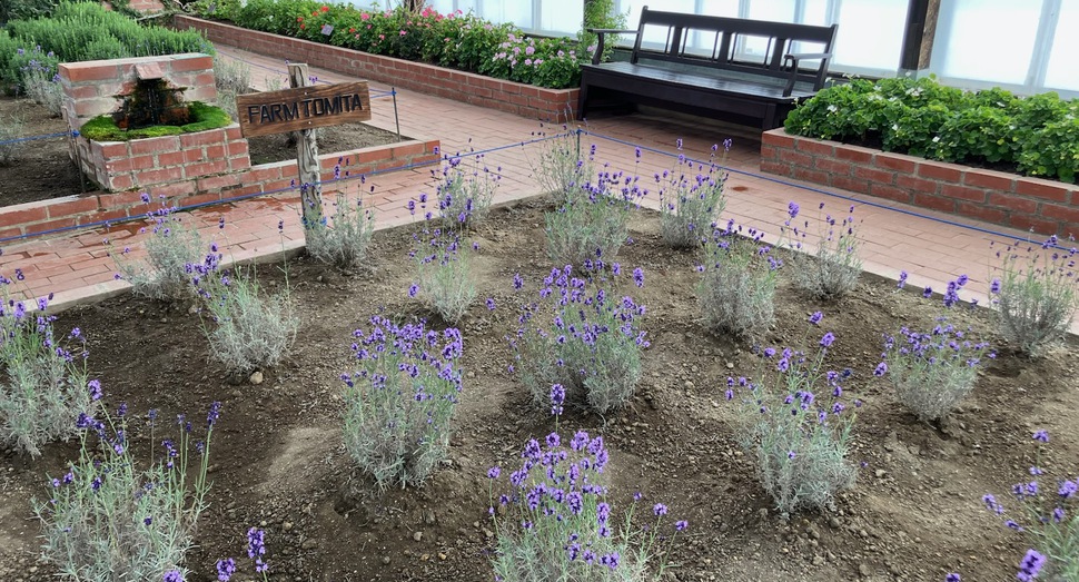 グリーンハウス内のラベンダー