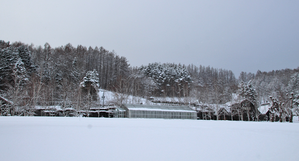 今日もしんしんと雪が降り積もっています