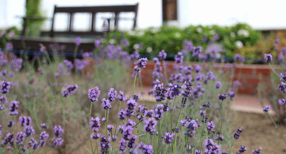 ラベンダーの香りがふわっと漂っています