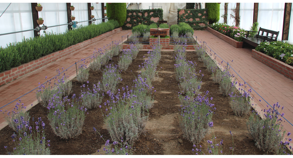 温室で日差しを浴びながら成長中の濃紫早咲