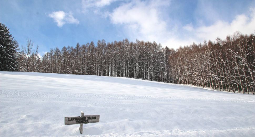 雪の下でラベンダーが冬眠中のトラディショナルラベンダー畑