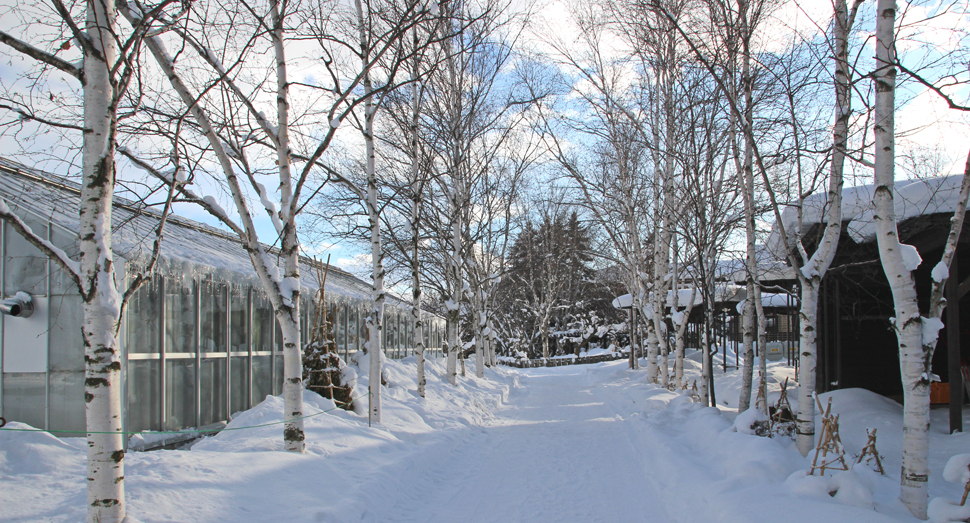 雪で白いカーペットを敷き詰めたような白樺並木