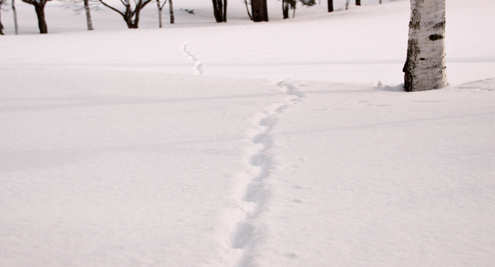 雪原に続くひとすじの足あと