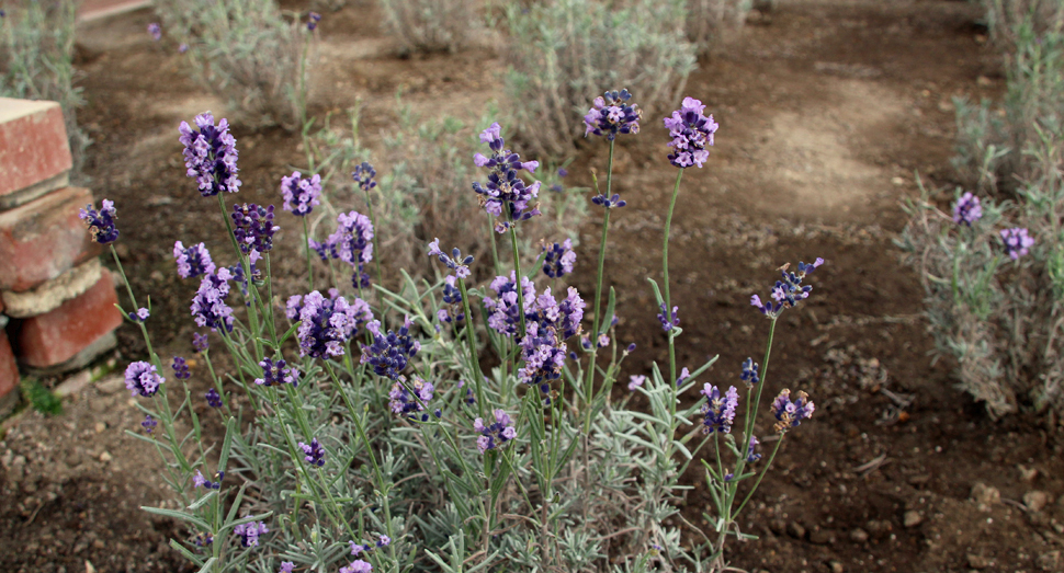 温室のラベンダー濃紫早咲